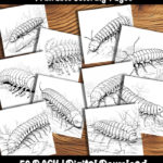 centipede coloring pages by happy colorist