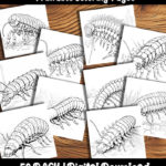 centipede coloring pages by happy colorist